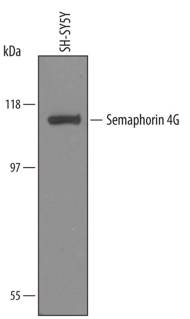 SEMA4G Antibody in Western Blot (WB)