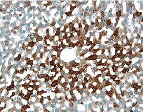 MUP Antibody in Immunohistochemistry (Frozen) (IHC (F))