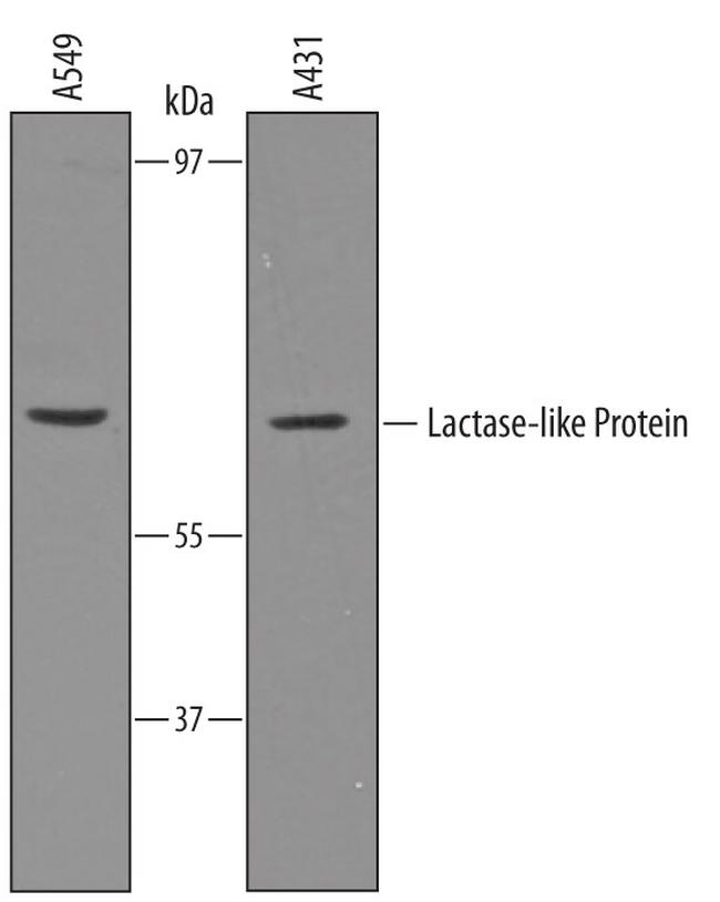 LCTL Antibody in Western Blot (WB)