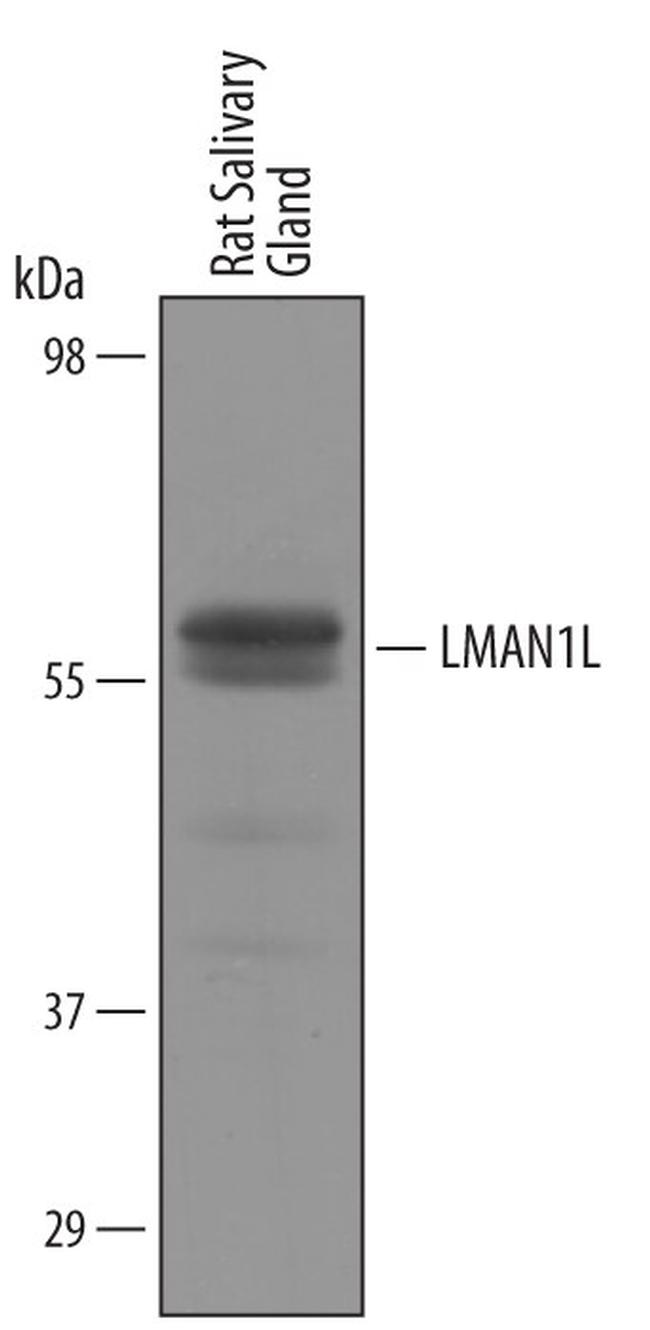 Lman1l Antibody in Western Blot (WB)