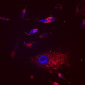 EDIL3 Antibody in Immunocytochemistry (ICC/IF)