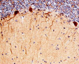 HS3ST4 Antibody in Immunohistochemistry (Paraffin) (IHC (P))