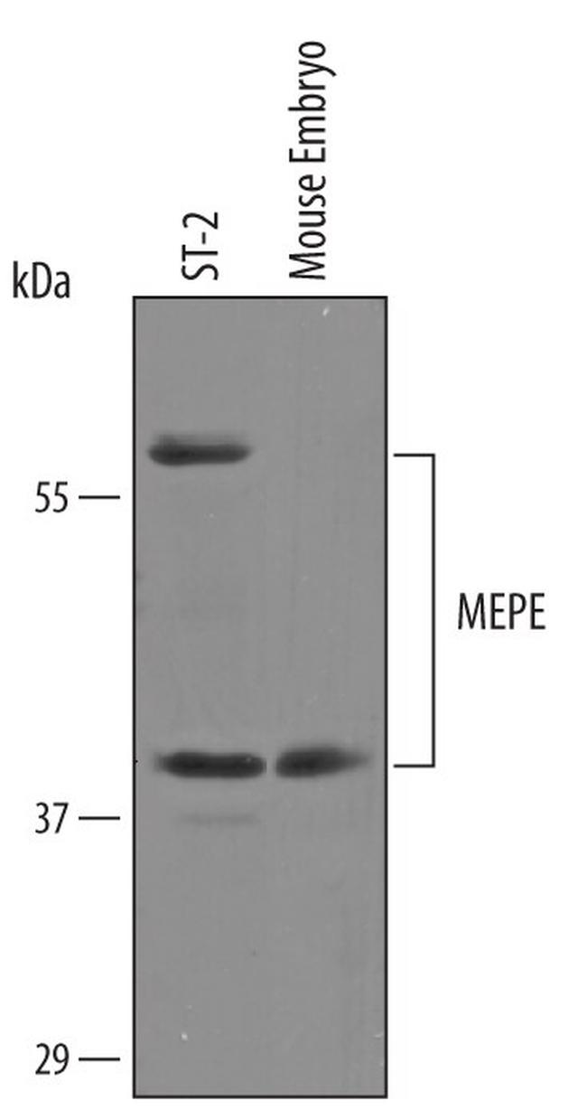 MEPE Antibody in Western Blot (WB)