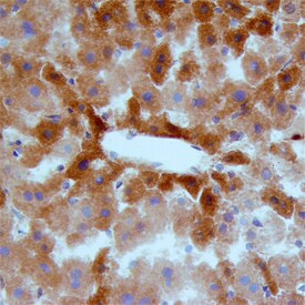 MSP Antibody in Immunohistochemistry (Frozen) (IHC (F))
