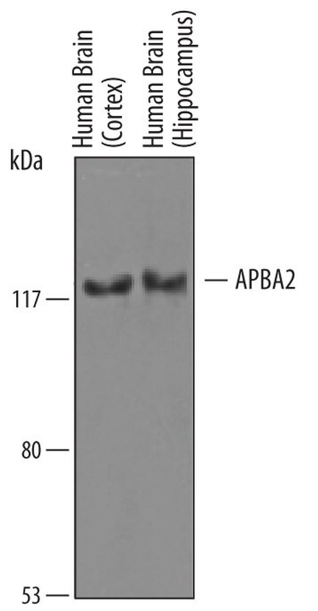 APBA2 Antibody in Western Blot (WB)