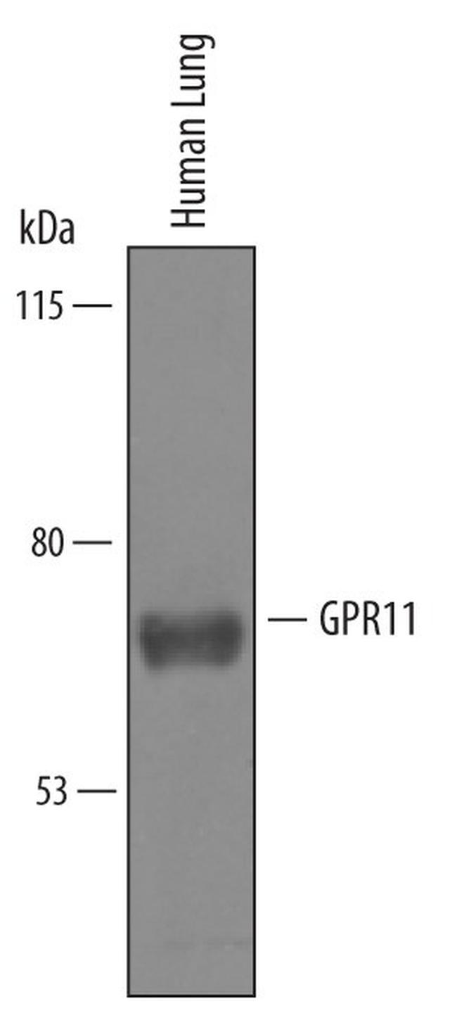 GPR111 Antibody in Western Blot (WB)