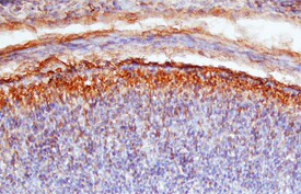 SEMA4G Antibody in Immunohistochemistry (Frozen) (IHC (F))