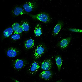 CANT1 Antibody in Immunocytochemistry (ICC/IF)