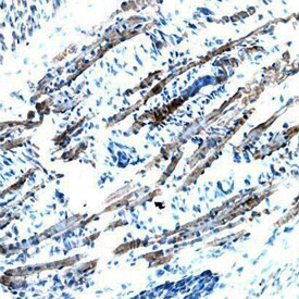 VWC2 Antibody in Immunohistochemistry (Frozen) (IHC (F))