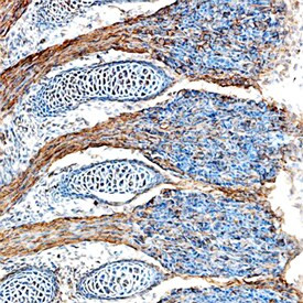 FGF15 Antibody in Immunohistochemistry (Frozen) (IHC (F))