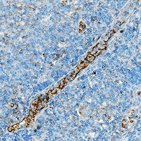 CD357 (AITR/GITR) Antibody in Immunohistochemistry (Paraffin) (IHC (P))