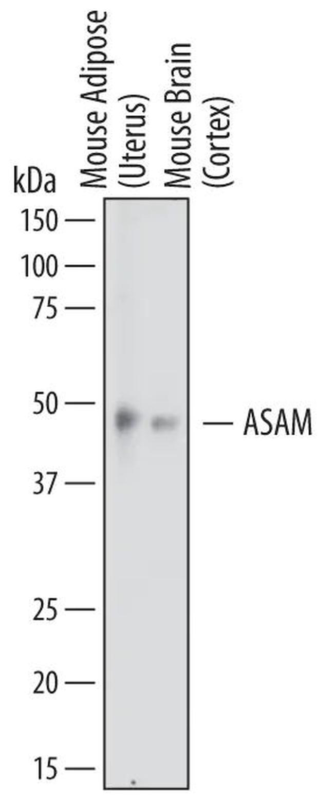 ASAM Antibody in Western Blot (WB)