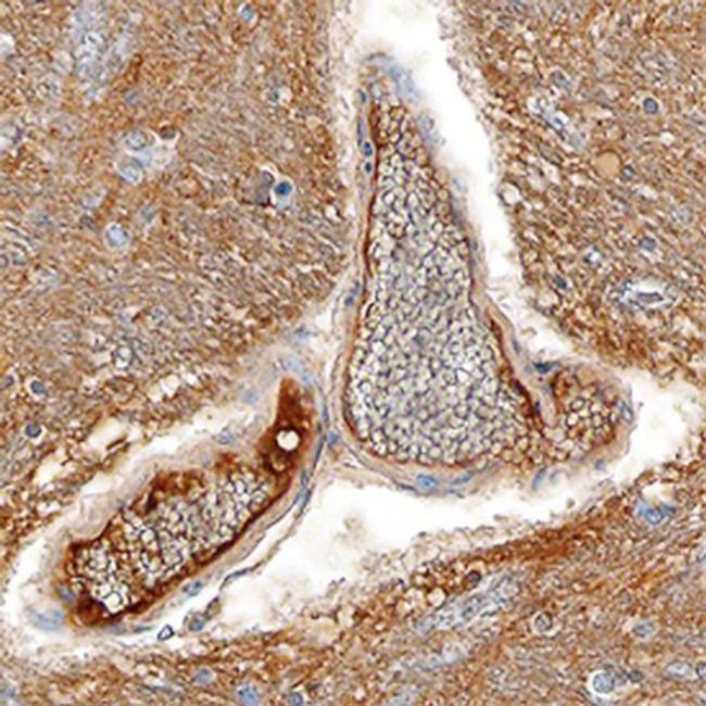 mGluR4 Antibody in Immunohistochemistry (Paraffin) (IHC (P))