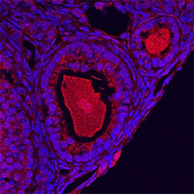 GDF9 Antibody in Immunohistochemistry (Frozen) (IHC (F))