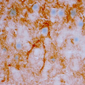 NRG3 Antibody in Immunohistochemistry (Frozen) (IHC (F))