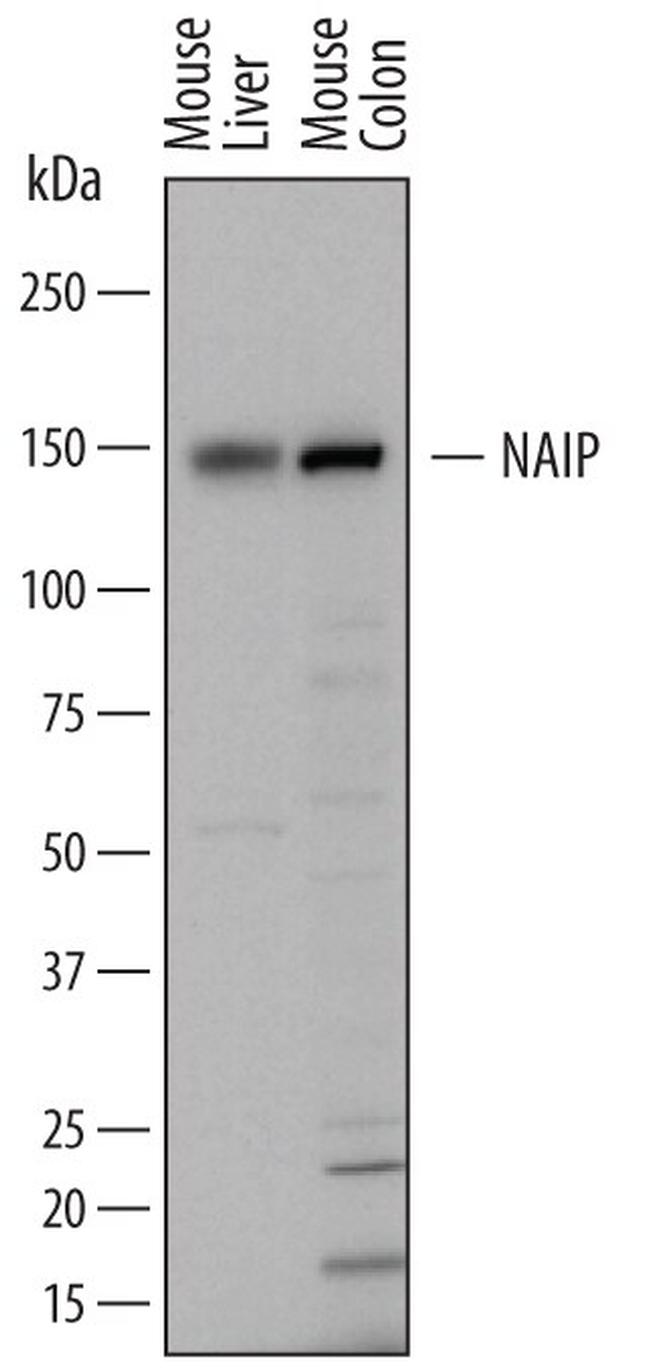 NAIP Antibody in Western Blot (WB)