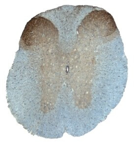 TMEFF1 Antibody in Immunohistochemistry (Frozen) (IHC (F))