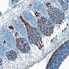 Glypican 2 Antibody in Immunohistochemistry (Frozen) (IHC (F))