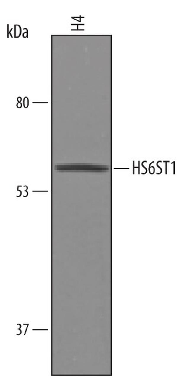 HS6ST1 Antibody in Western Blot (WB)