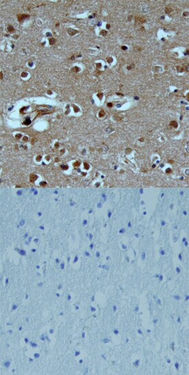 TAFA1 Antibody in Immunohistochemistry (Paraffin) (IHC (P))