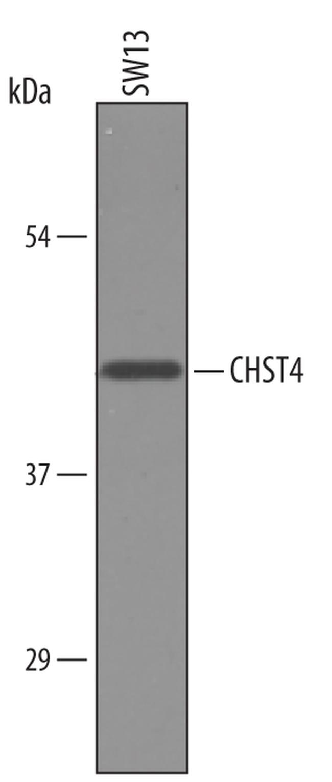 CHST4 Antibody in Western Blot (WB)