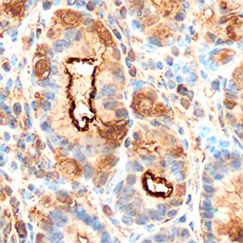 GKN1 Antibody in Immunohistochemistry (Paraffin) (IHC (P))