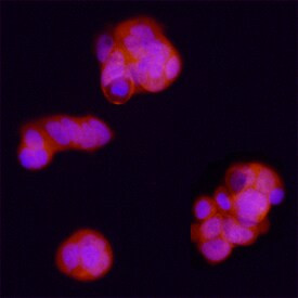 Bora Antibody in Immunocytochemistry (ICC/IF)