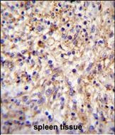 CLEC11A Antibody in Immunohistochemistry (Paraffin) (IHC (P))
