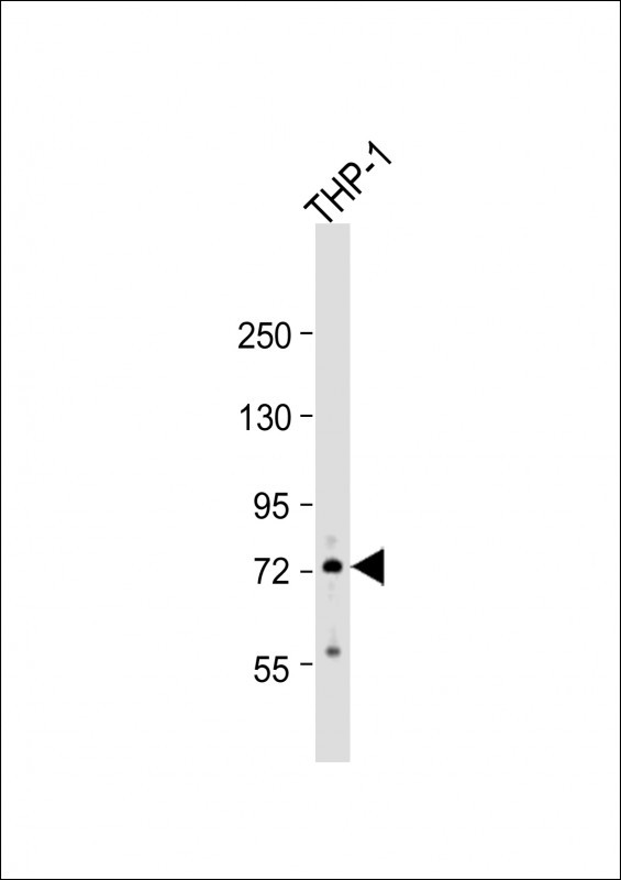 RNF19B Antibody in Western Blot (WB)