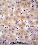 FBXO47 Antibody in Immunohistochemistry (Paraffin) (IHC (P))