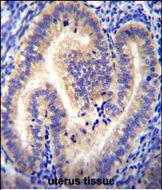 CCDC54 Antibody in Immunohistochemistry (Paraffin) (IHC (P))
