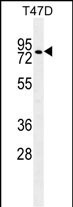 ZNF69 Antibody in Western Blot (WB)