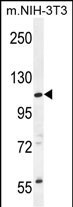 CCDC158 Antibody in Western Blot (WB)