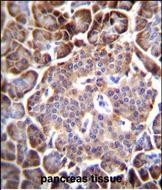 AQP12B Antibody in Immunohistochemistry (Paraffin) (IHC (P))