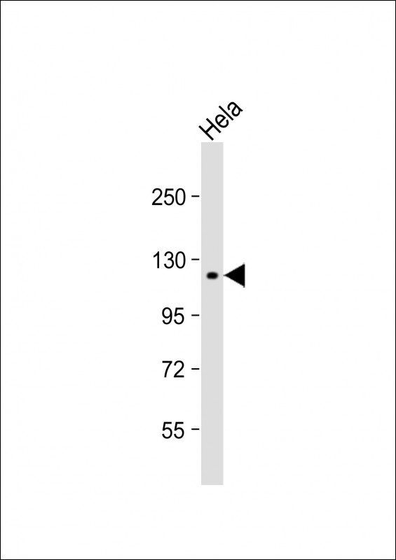 SNX13 Antibody in Western Blot (WB)