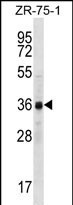 CCNYL2 Antibody in Western Blot (WB)
