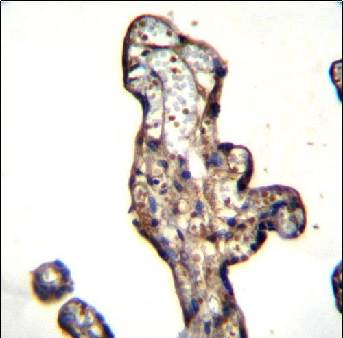 SLC15A3 Antibody in Immunohistochemistry (Paraffin) (IHC (P))