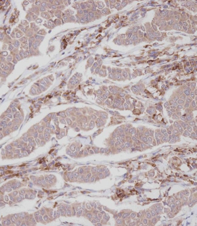 ENOX2 Antibody in Immunohistochemistry (Paraffin) (IHC (P))