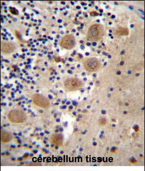 AFG3L2 Antibody in Immunohistochemistry (Paraffin) (IHC (P))