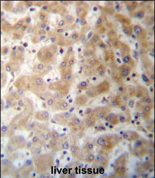 DHFRL1 Antibody in Immunohistochemistry (Paraffin) (IHC (P))