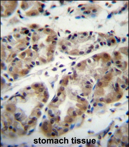 TAF8 Antibody in Immunohistochemistry (Paraffin) (IHC (P))