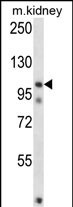 FSTL5 Antibody in Western Blot (WB)