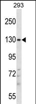PITPNM2 Antibody in Western Blot (WB)