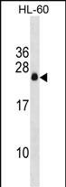 APRG1 Antibody in Western Blot (WB)