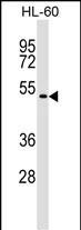 GSG1 Antibody in Western Blot (WB)