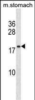 C9orf7 Antibody in Western Blot (WB)