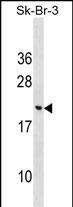 CNIH3 Antibody in Western Blot (WB)