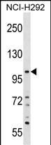 PLEKHA6 Antibody in Western Blot (WB)