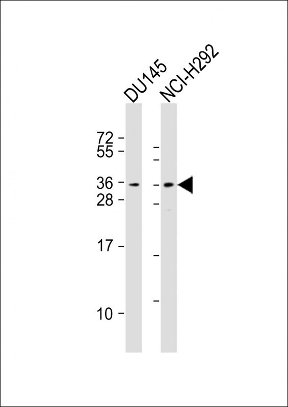 TSPAN18 Antibody in Western Blot (WB)