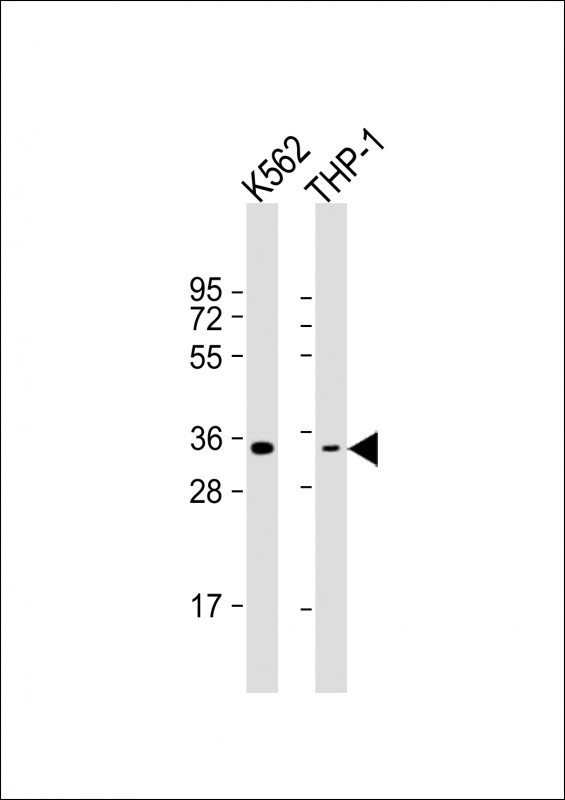 OR1F1 Antibody in Western Blot (WB)